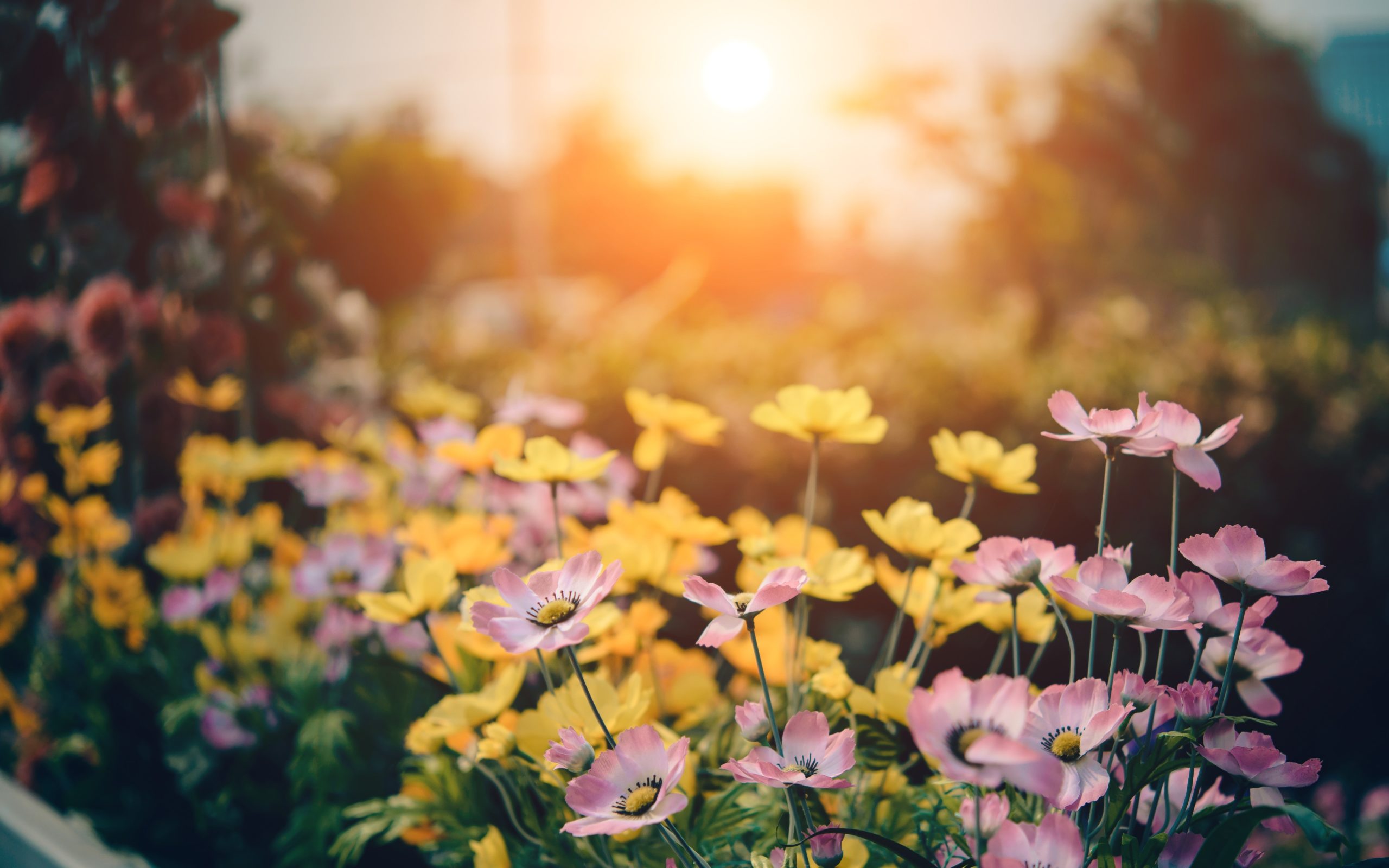 Sun lowering over a field of yellow and pink flowers. therapy for grief. therapy for mothers of college age and adult children