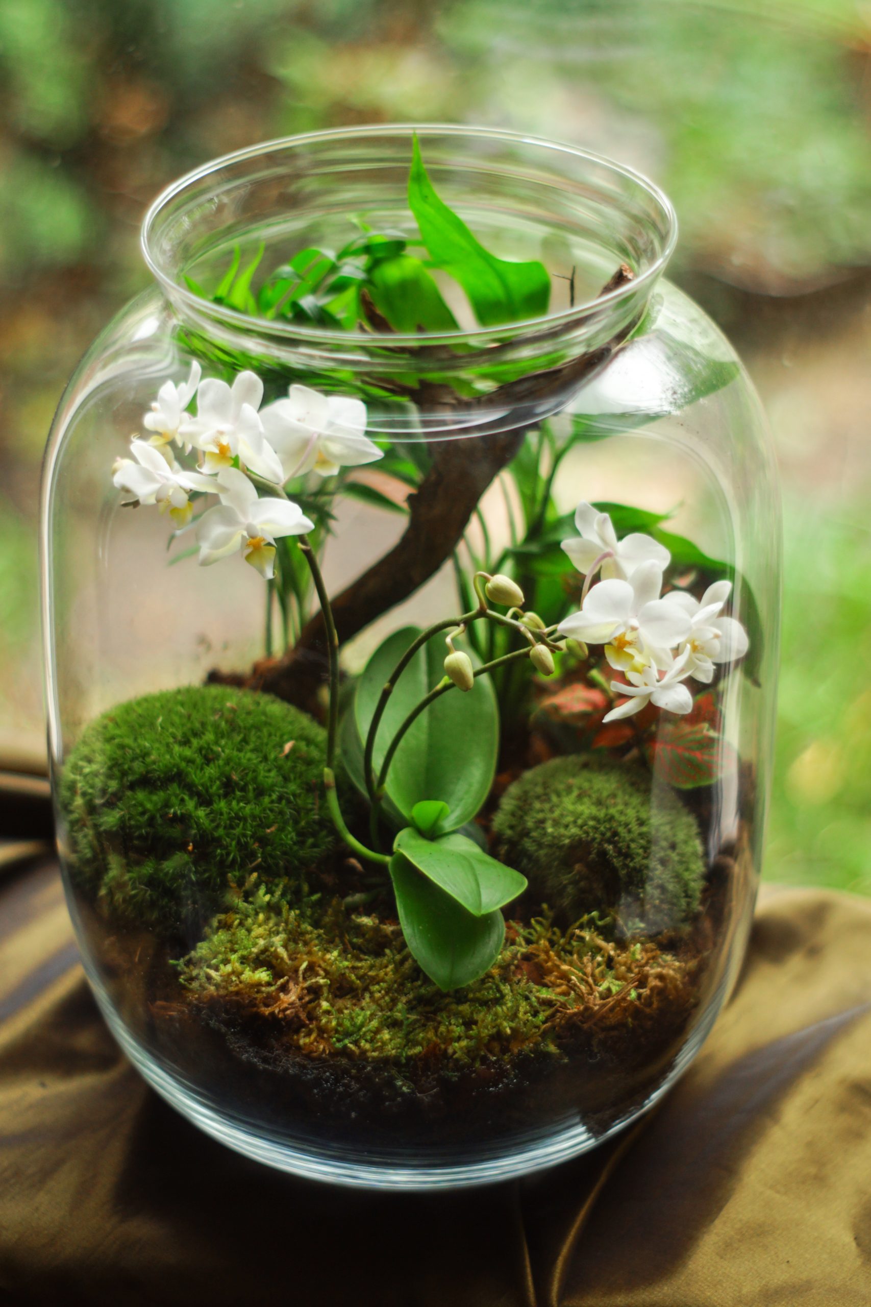 clear glass terrarium with white petaled flowers 1542937 scaled