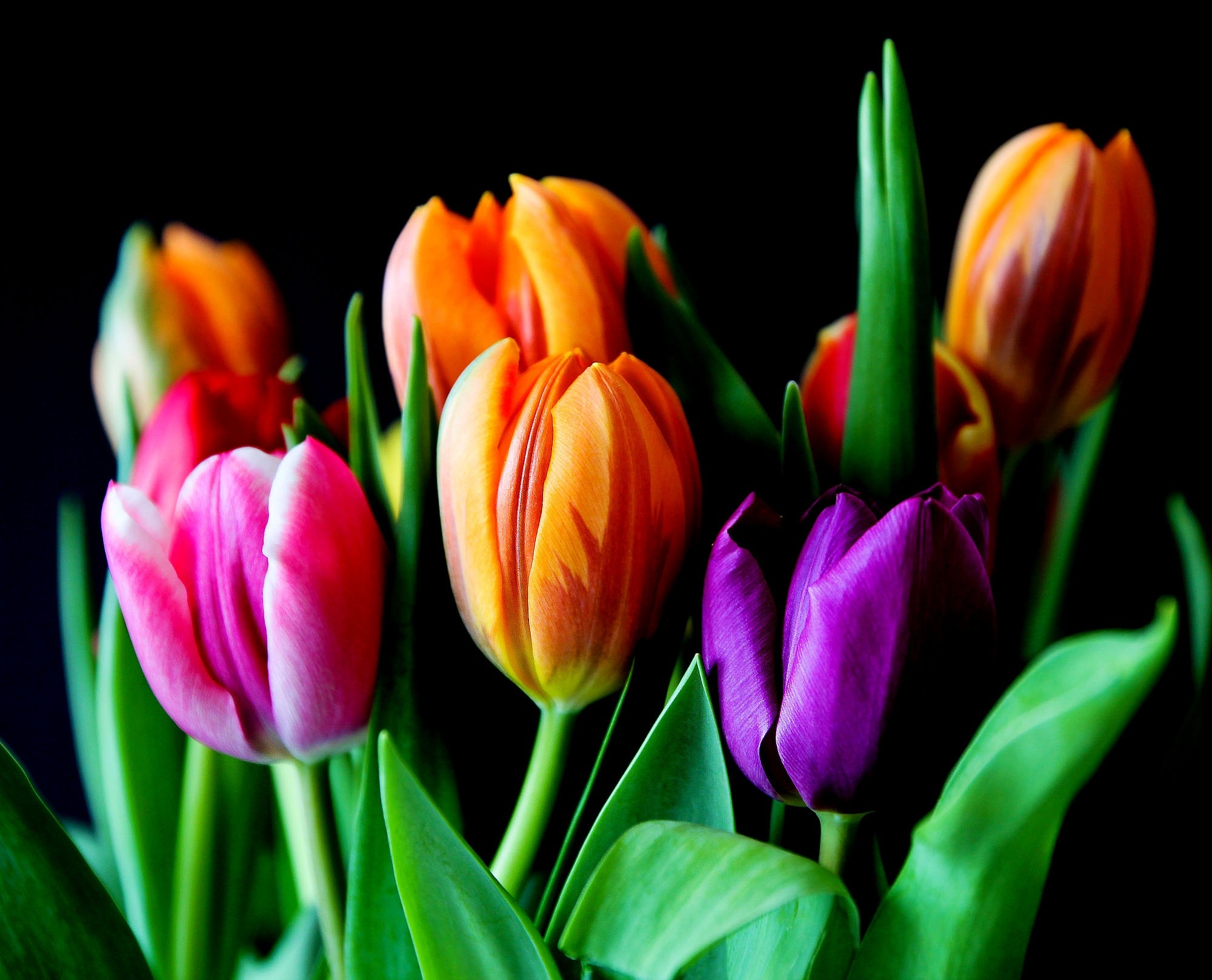 A group of colorful tulips. Therapy for ADHD Mothers.