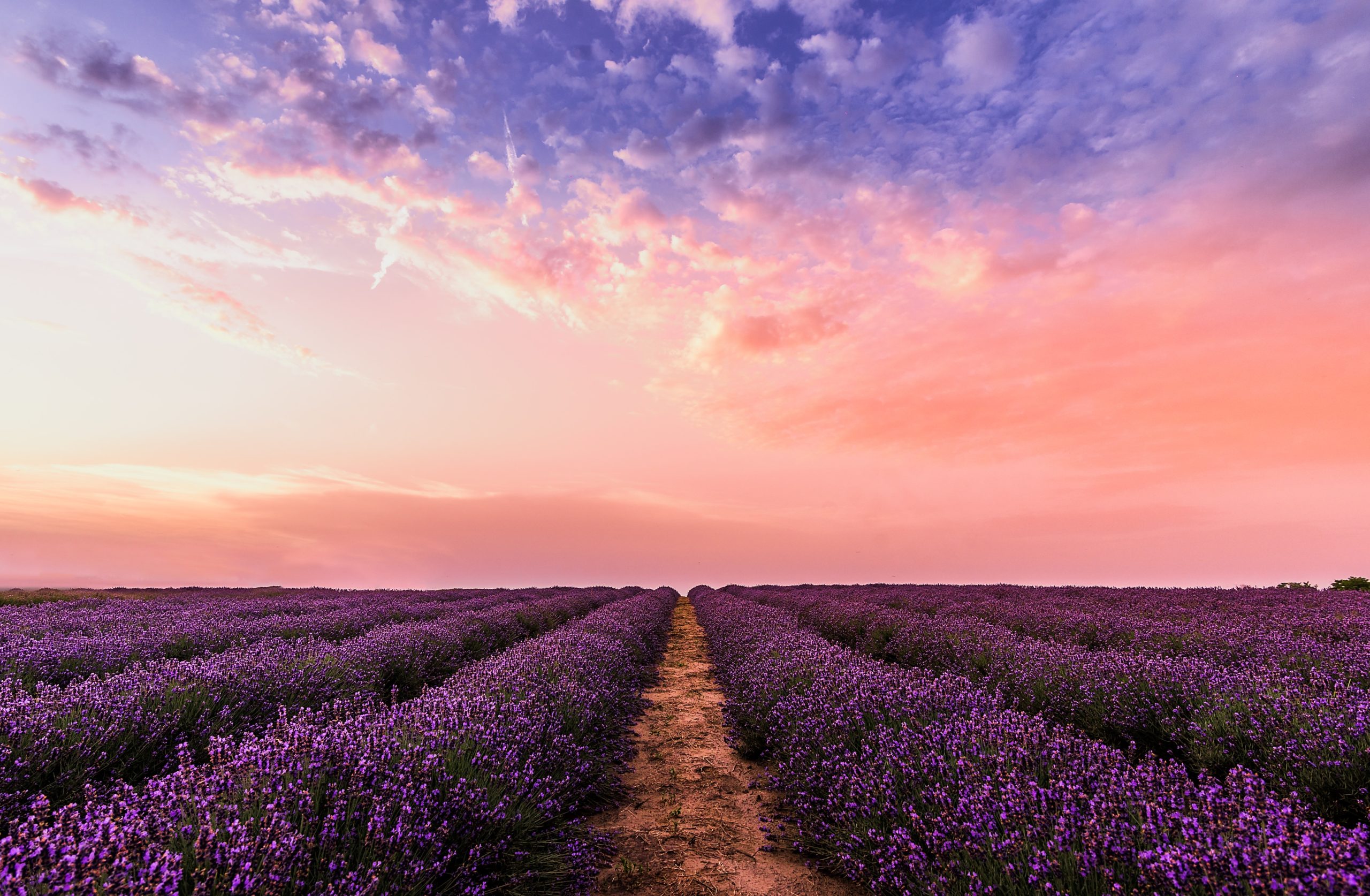 photo lavender flower field under pink sky 1166209 scaled