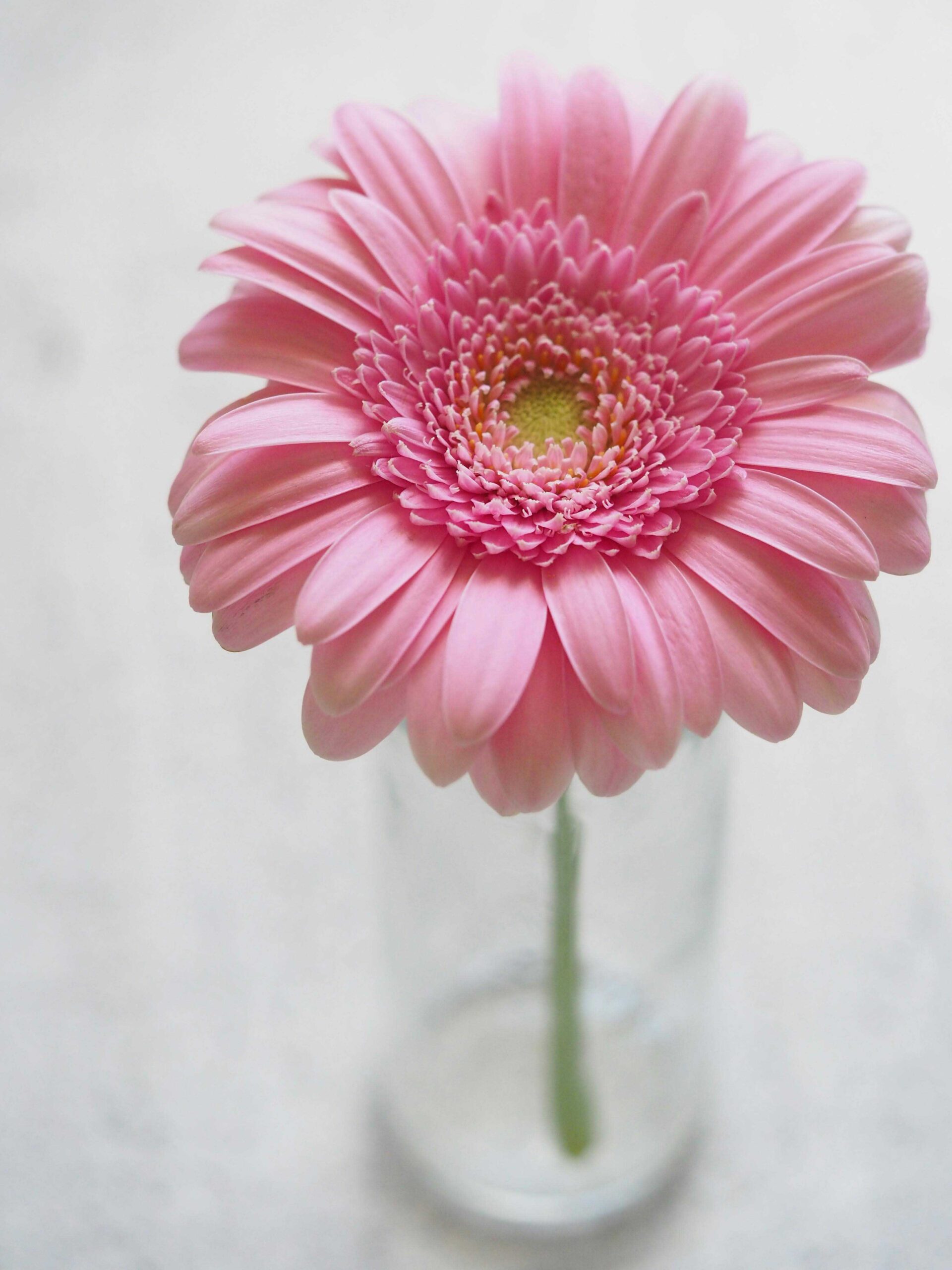 therapy for overwhelmed moms and mothers-to-be. Pink Daisy in small vase with water