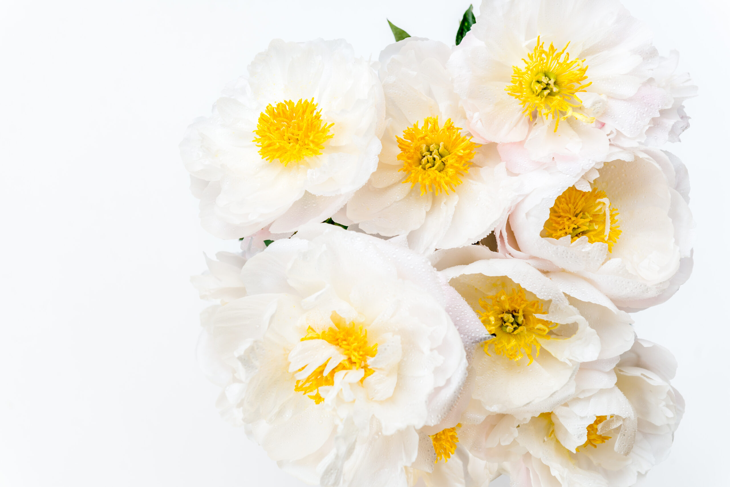 empty nest depression and beautiful bouguet of white chinese peonies