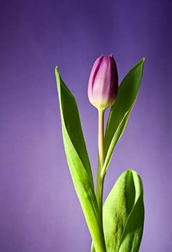 therapy for anxiety. Fuschia tulip on purple background.